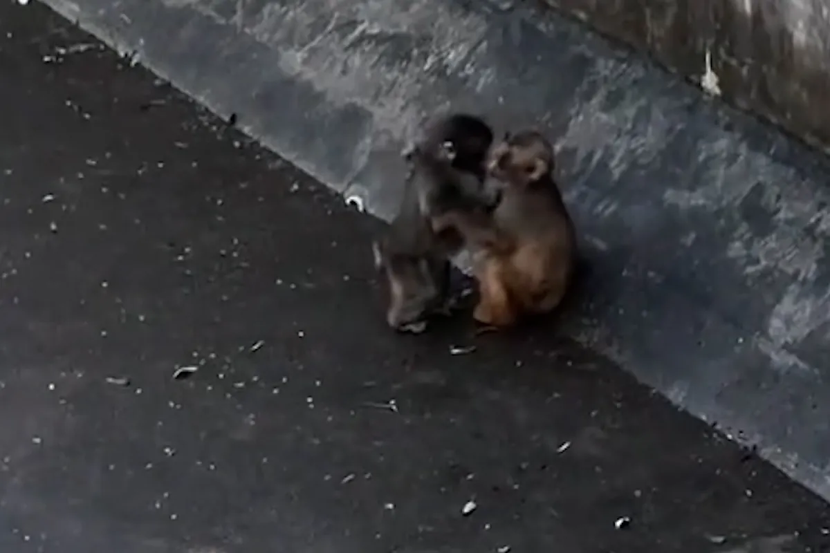 El viral mono Punch tiene novia y las redes enloquecen por sus grandes avances sociales