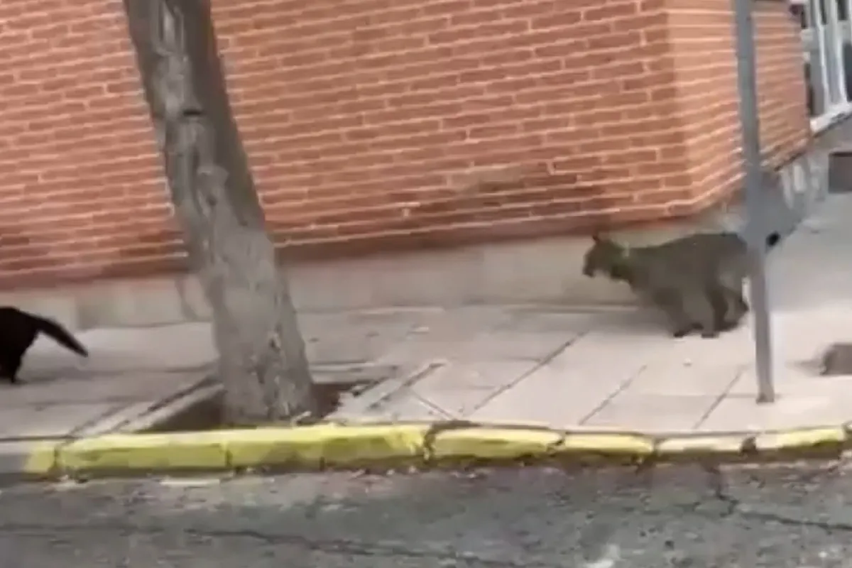 'Veneno', el lince que caza gatos en un pueblo de Toledo