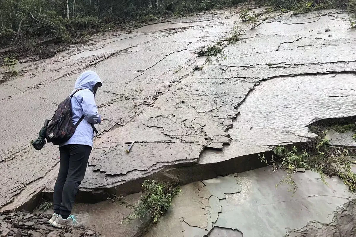 Una nueva fotosíntesis permitió a las plantas sobrevivir a la mayor extinción de la Tierra