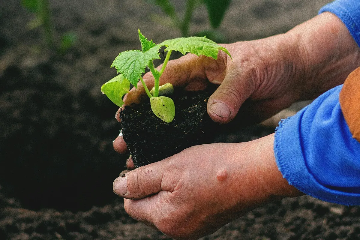 Qué plantar en abril de 2026: cultivos, plantas y flores para huerto y jardín