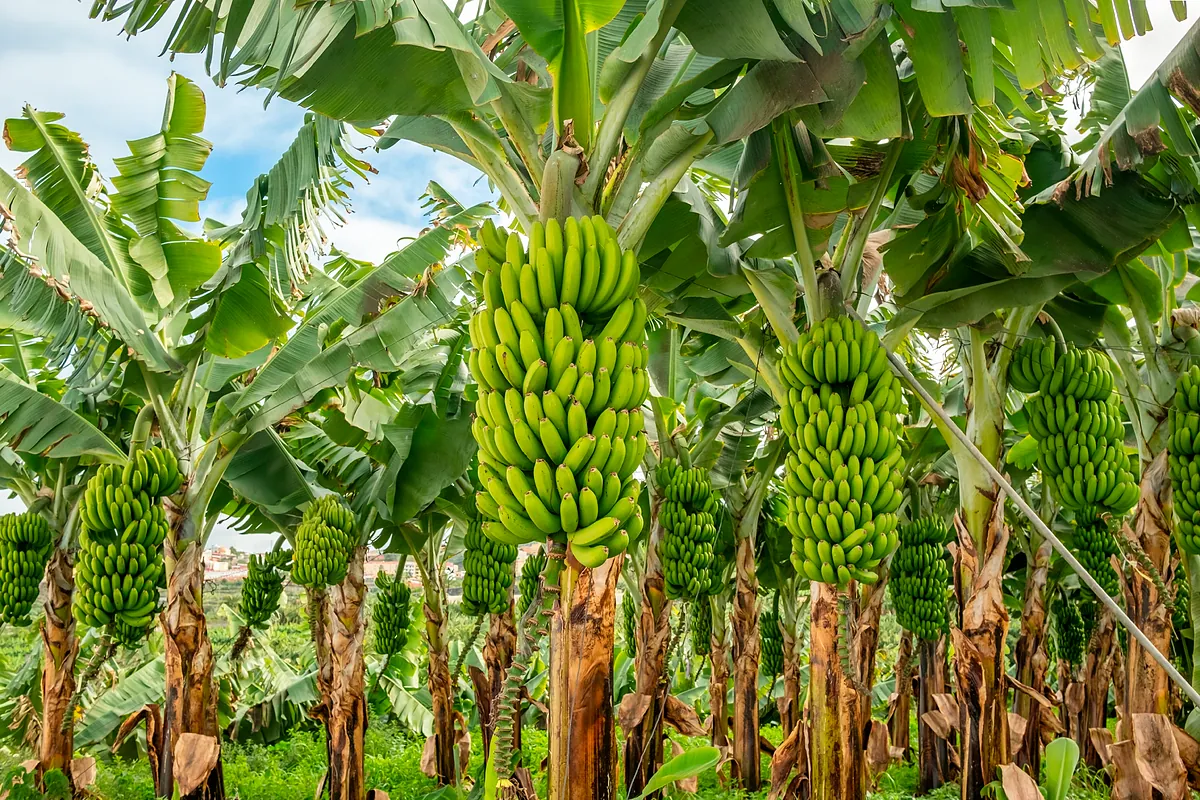 La  prueba del algodón  de las importaciones agrarias: las bananas llegan de Latinoamérica y África cargadas de pesticidas prohibidos en la UE
