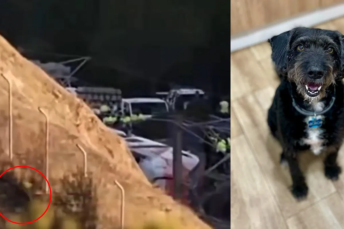 El vídeo en el que el perro Boro desaparecido deambula cerca del accidente de trenes de Córdoba