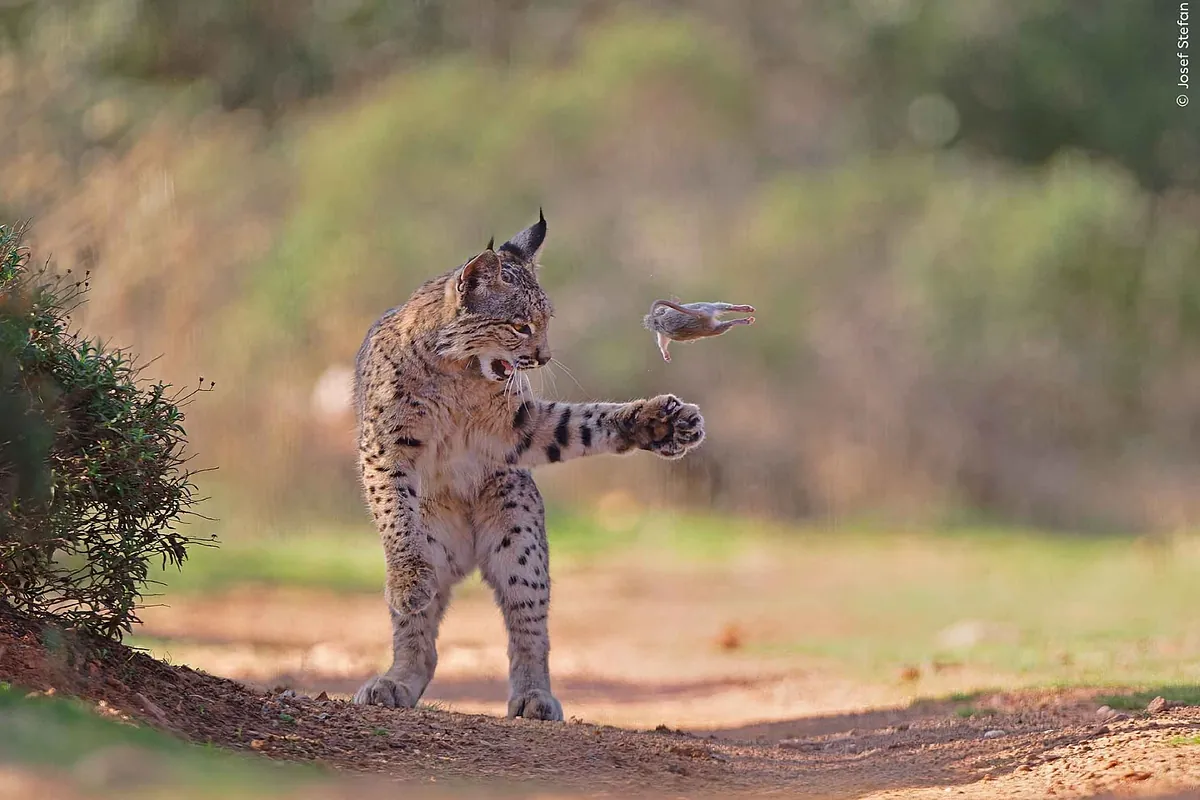 Un lince ibérico jugando con su presa: esta es la fotografía de vida salvaje más bella del año