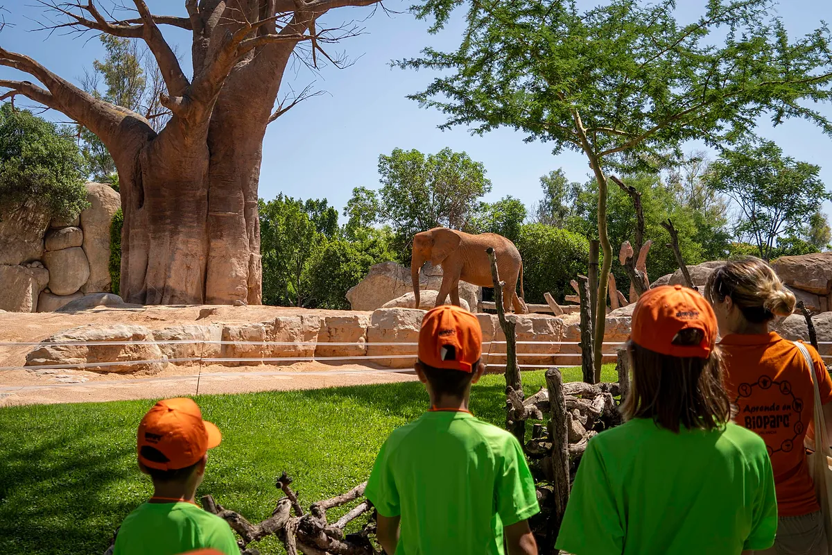 Bioparc Valencia abre el plazo de inscripción de "Expedición África verano", la escuela de vacaciones más aventurera
