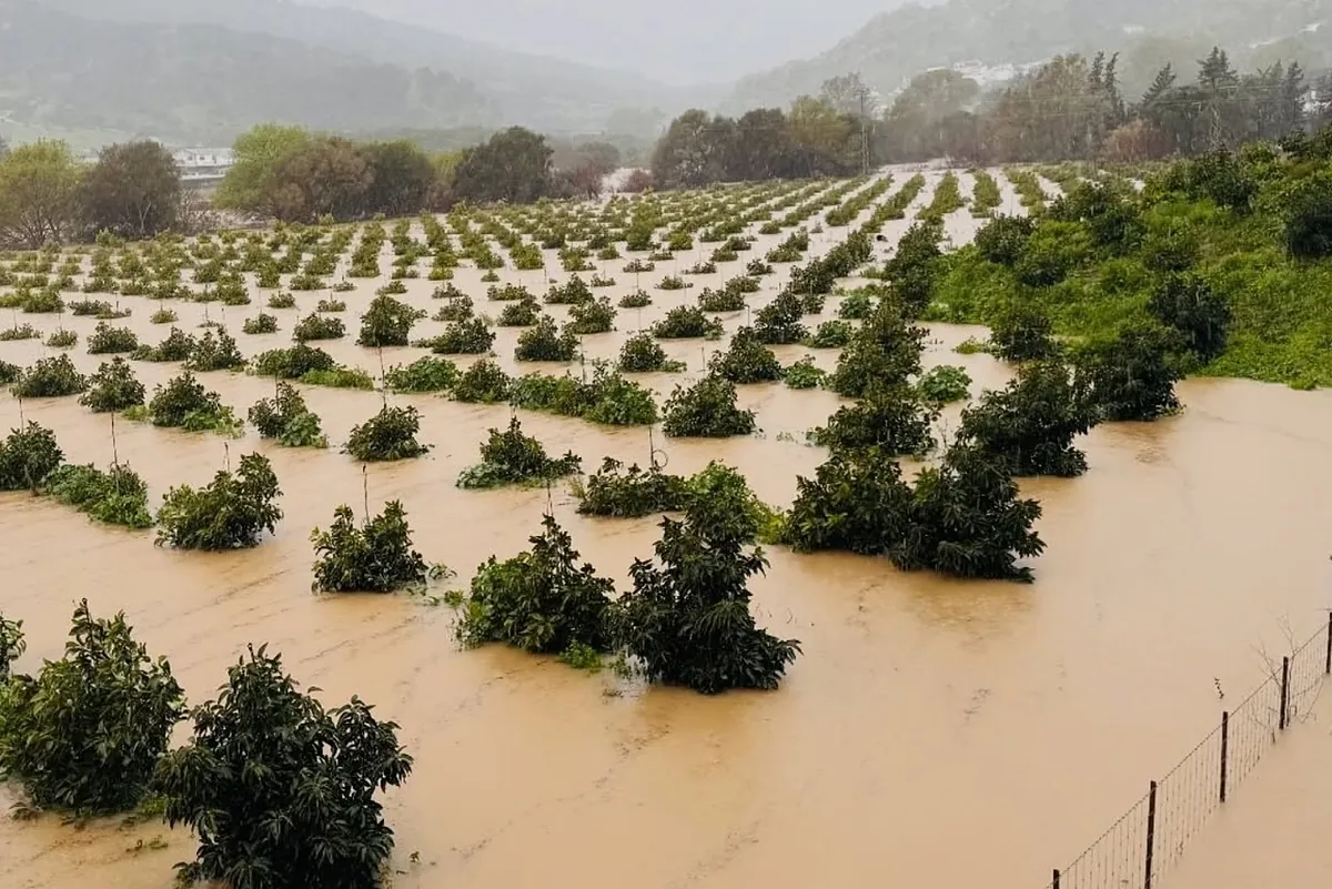 Primeros desalojos por la crecida de un río en la provincia de Cádiz durante un temporal que deja una fallecida en Málaga por la caída de una palmera