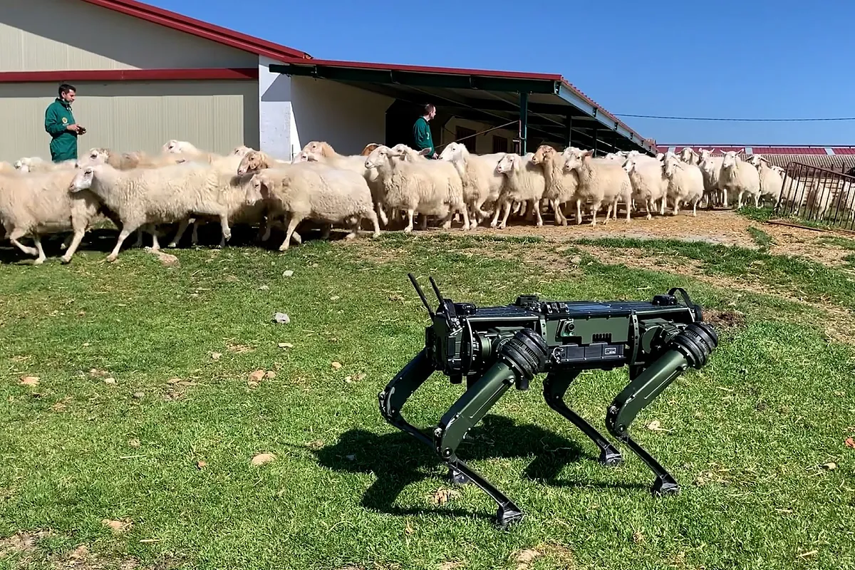Así son los robots perro para cuidar y guiar ganado: "Podrían trabajar 24 horas todos los días"