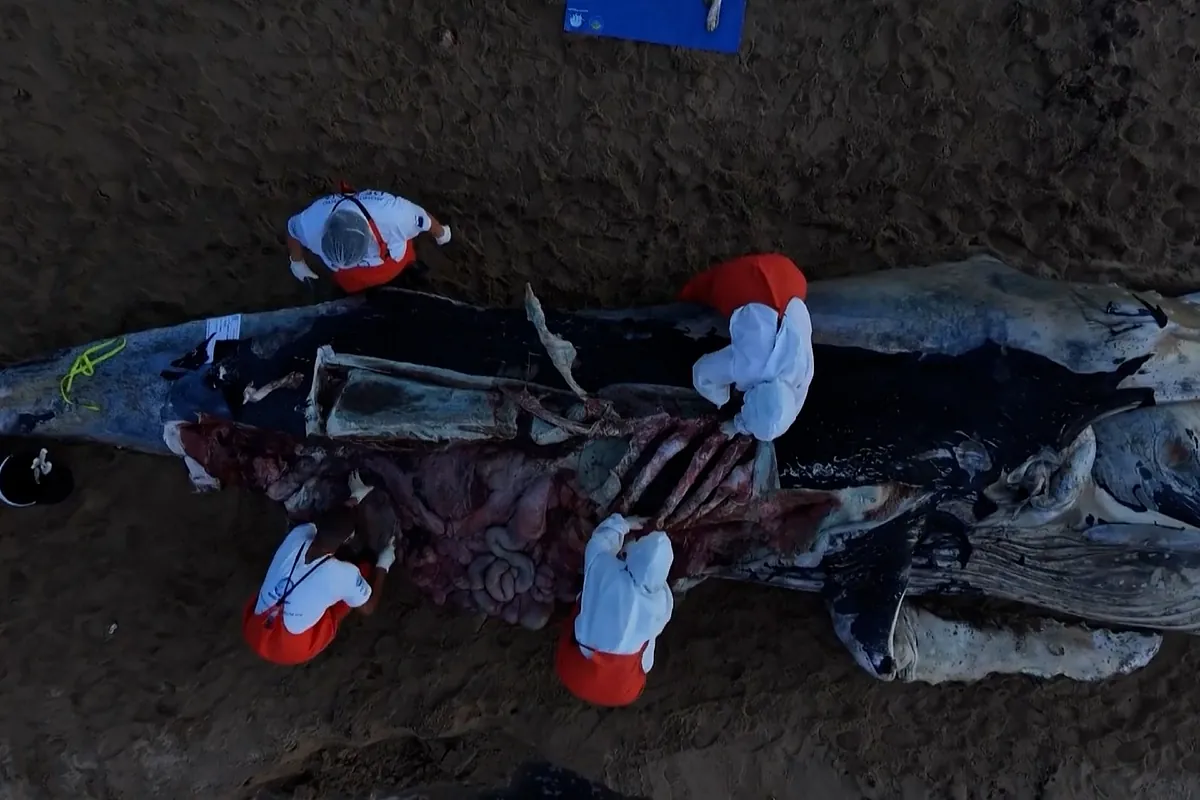 Hallan el cadáver de una ballena jorobada de seis metros en la costa de Sao Paulo