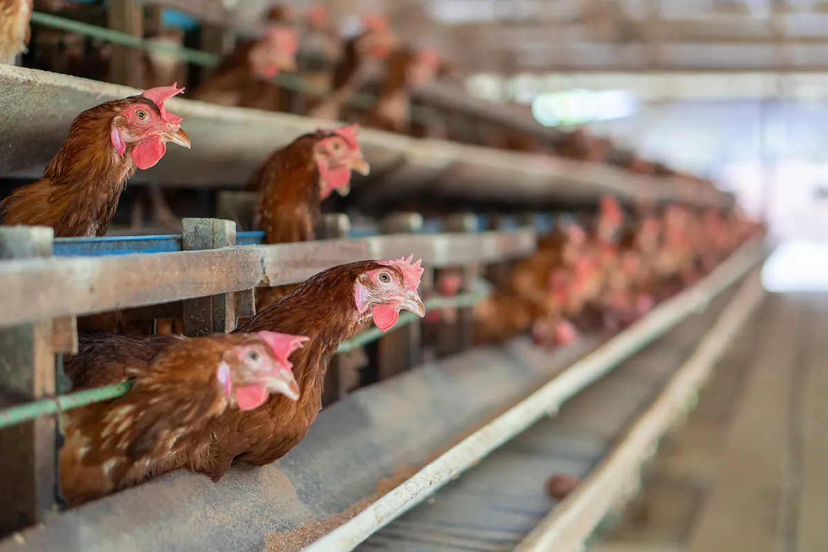 Aprueban la mayor macrogranja de gallinas de España: cabrá casi 1 millón de animales