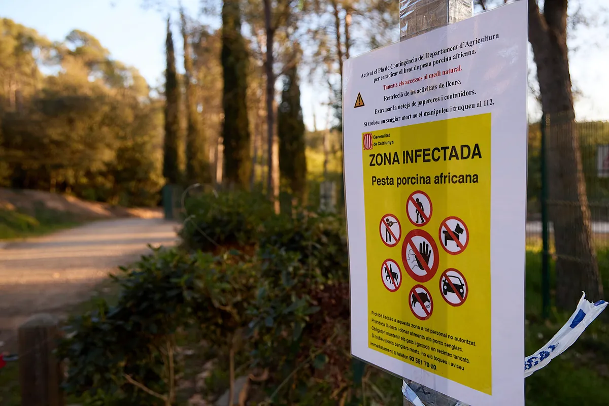 Detectan 13 jabalíes con peste porcina africana que elevan a 60 los casos positivos en el brote de Barcelona