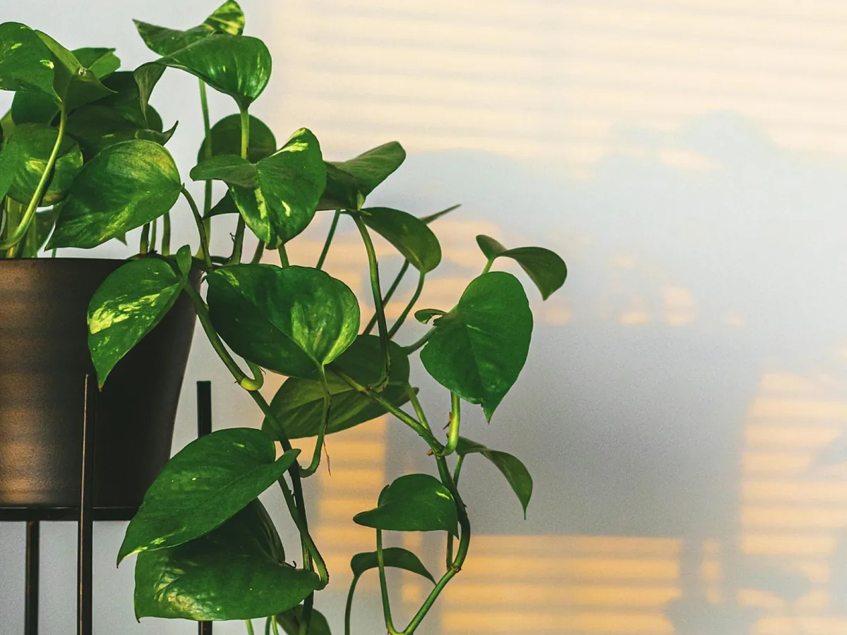 Adiós a los pasillos oscuros y tristes: las 9 plantas que resisten la falta de luz