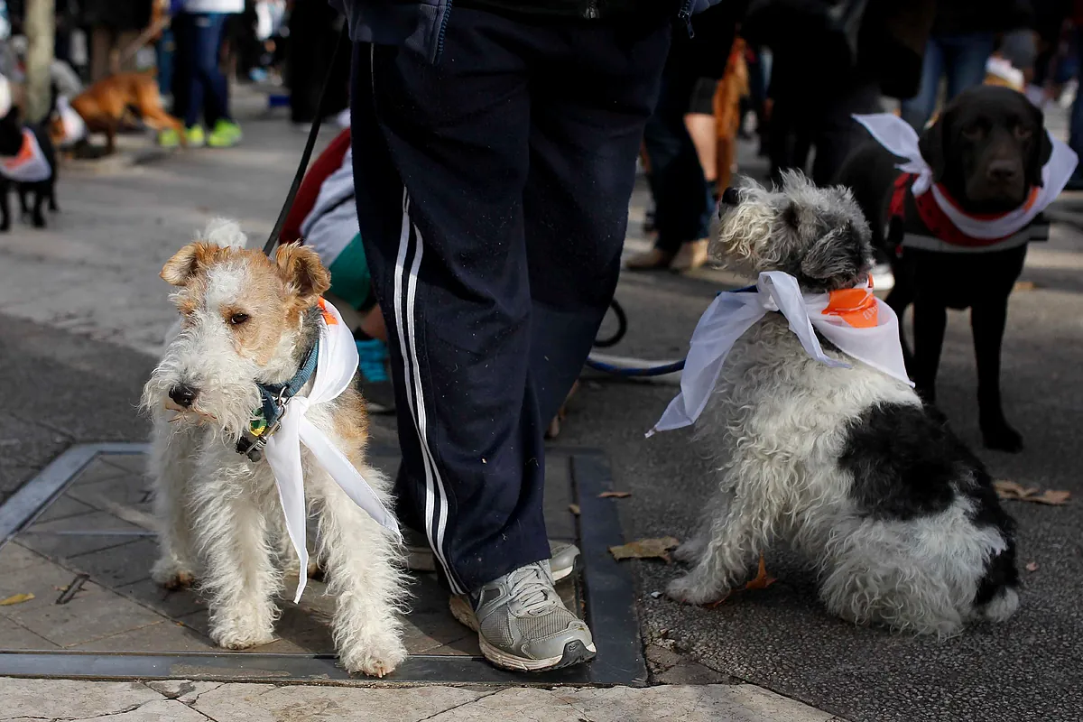 Quería dejar su fortuna a los perros callejeros, pero un error en el testamento hace millonarios a sus sobrinos