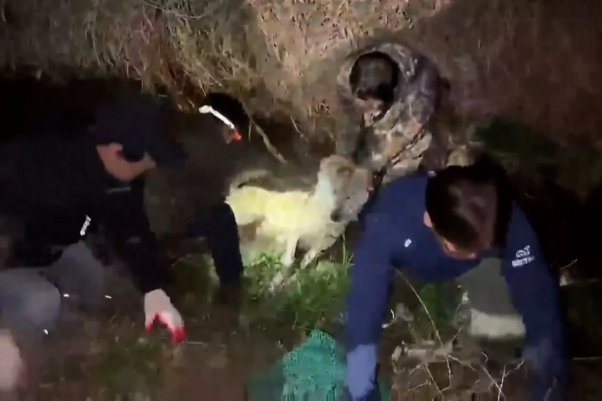 Encuentran a Neukgu, el lobo que escapó hace 9 días de un zoo en Corea del Sur