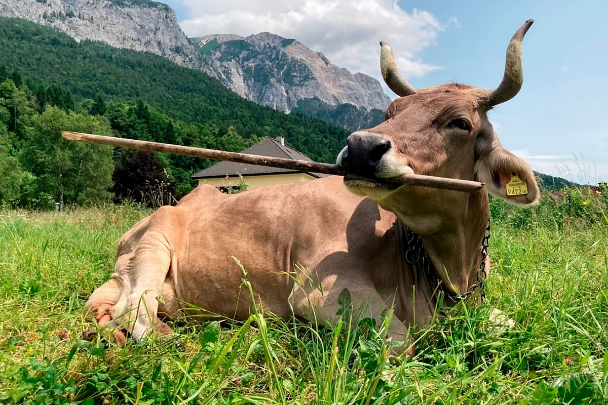 Veronika, la vaca austríaca que desafía a la biología tras aprender a usar herramientas