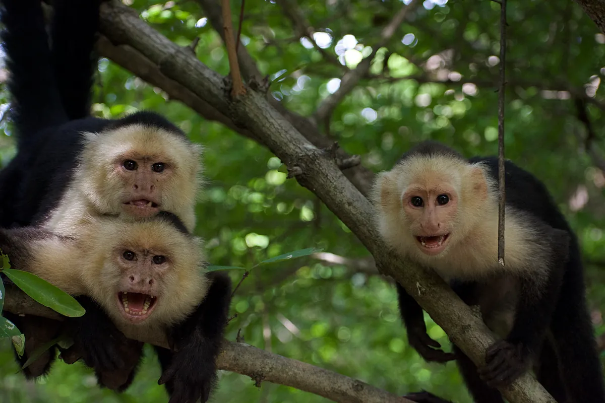 El secreto de los monos capuchinos para sobrevivir al apocalipsis climático: la unión ya no hace la fuerza