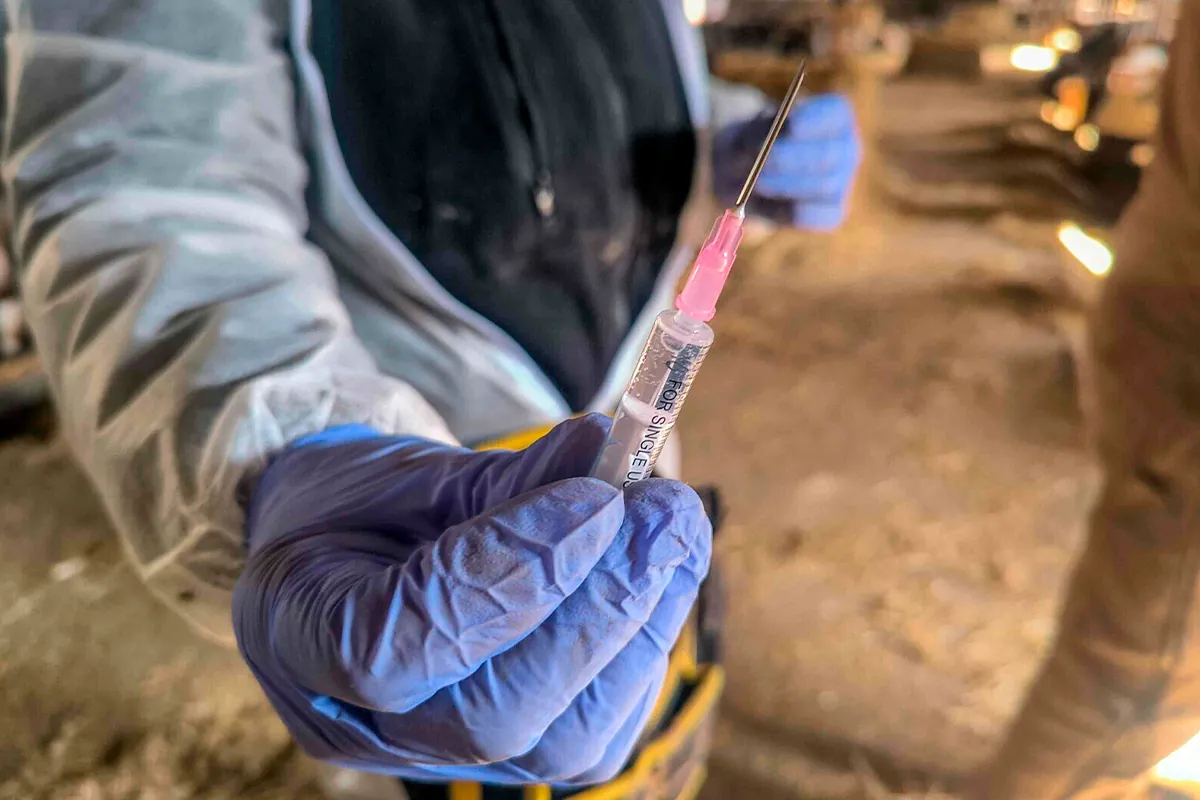 Jeringuillas contra la DNC: una primera línea de veterinarios protege España del mal de los chupasangres que arrasa a las vacas