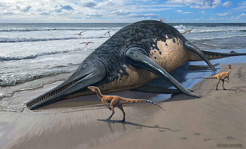 Encuentran dos ejemplares de un gigantesco reptil marino que convivió con  los dinosaurios | Ciencia