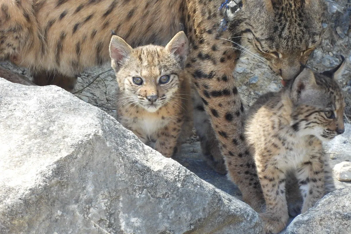 Nacen en Lorca (Murcia) cuatro linces ibéricos, la segunda camada en libertad