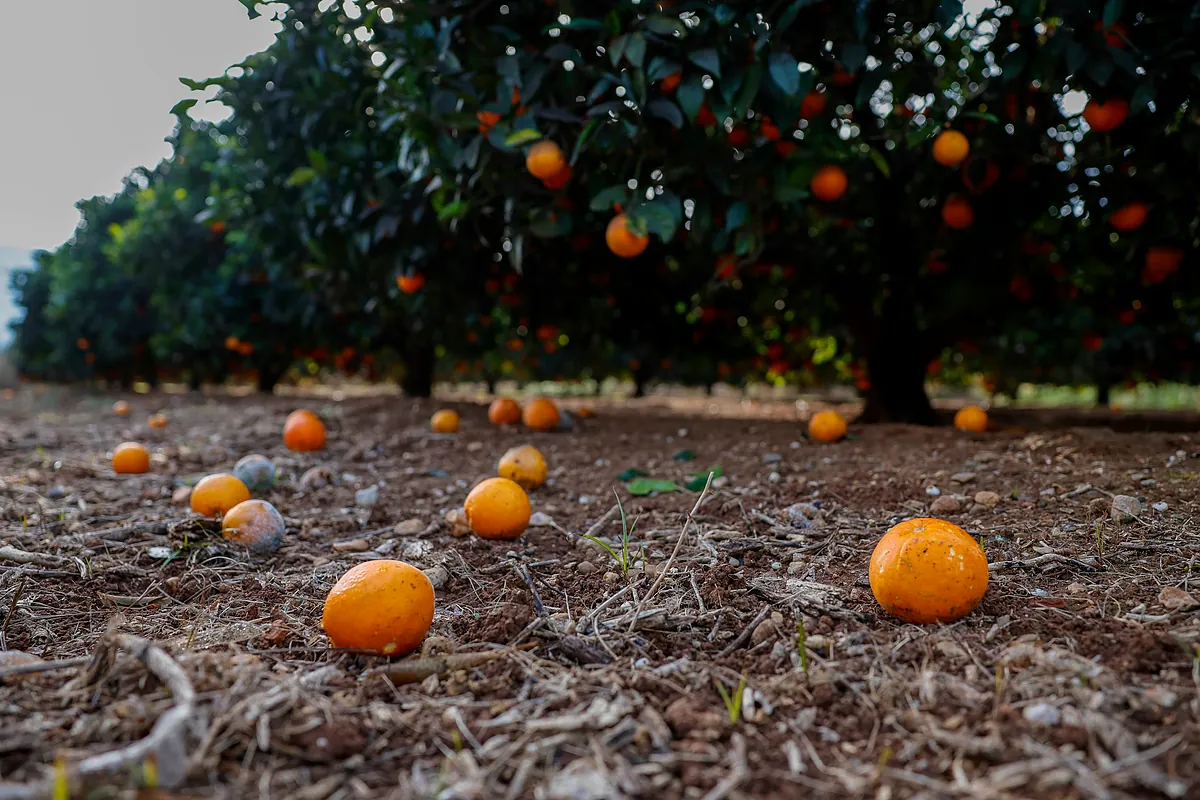 AVA cuantifica en 340 millones las pérdidas en el campo valenciano durante 2025