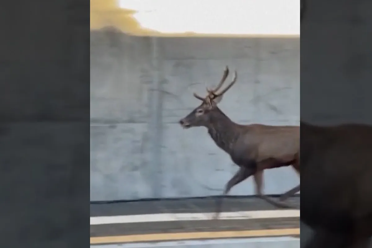 Un ciervo irrumpe en la estación de tren de Varese (Italia)