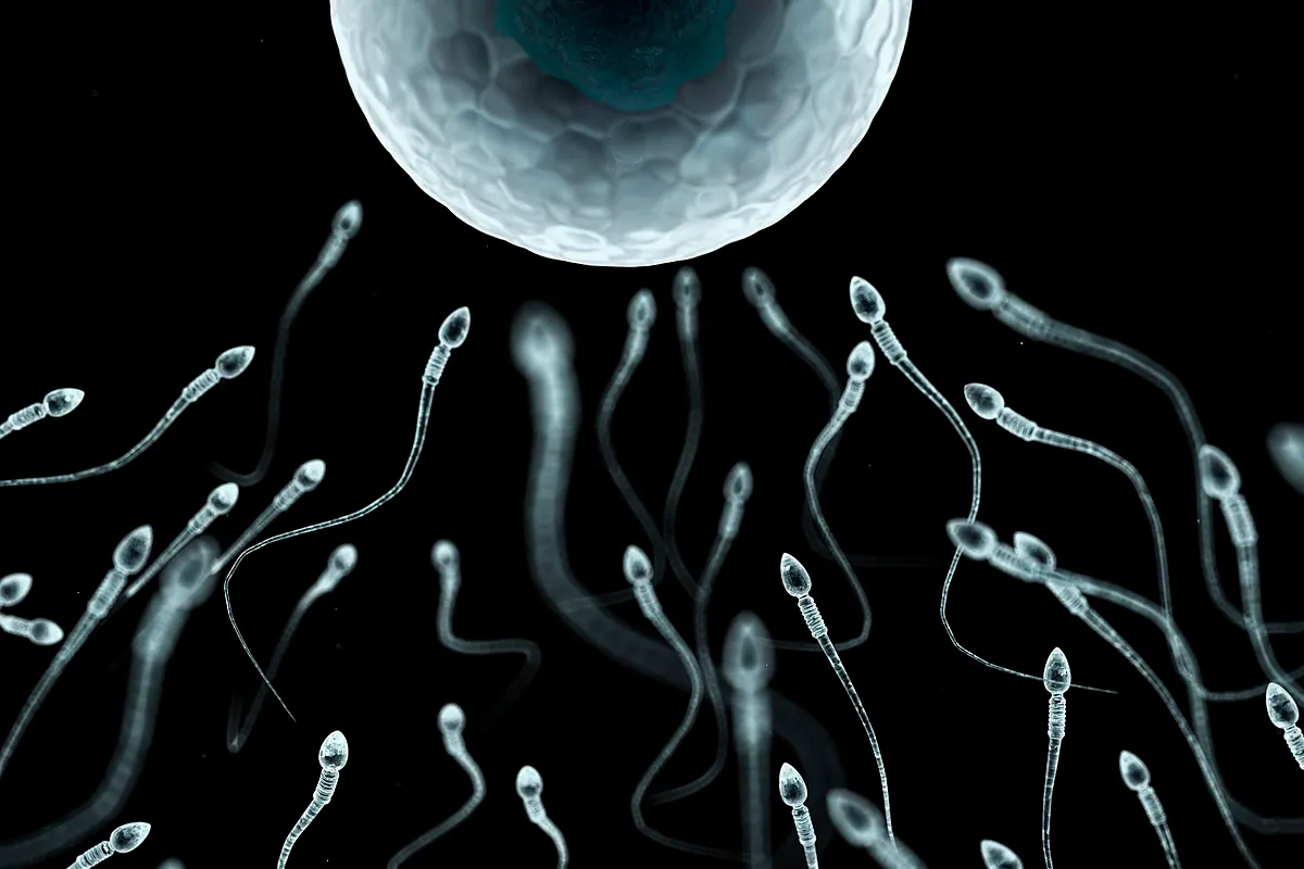 La ciencia recomienda una eyaculación diaria para evitar el daño genético de los espermatozoides