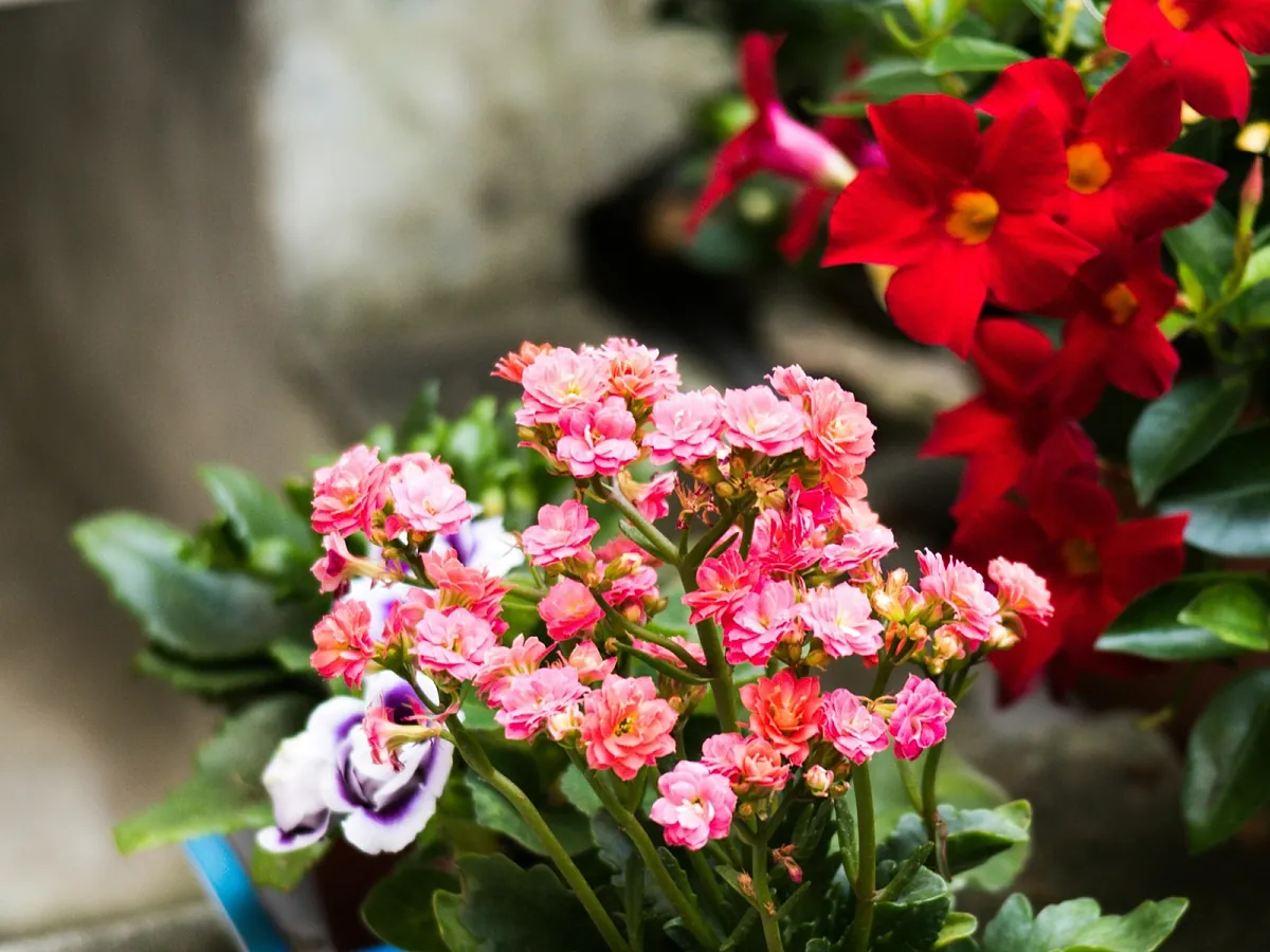 Adiós a regar a todas horas: la trepadora resistente al calor extremo que llena tu fachada de flores hasta finales de otoño