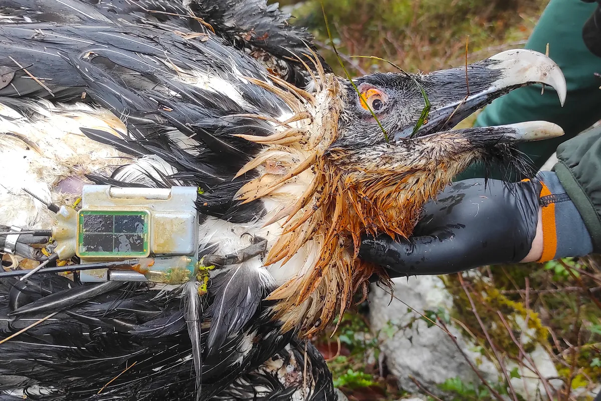 Muere envenenado el quebrantahuesos Centenario en Picos de Europa