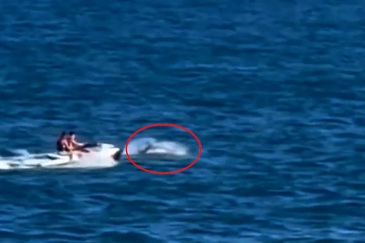 Acosan a unos delfines en alta mar en la costa de Torrevieja (Alicante)