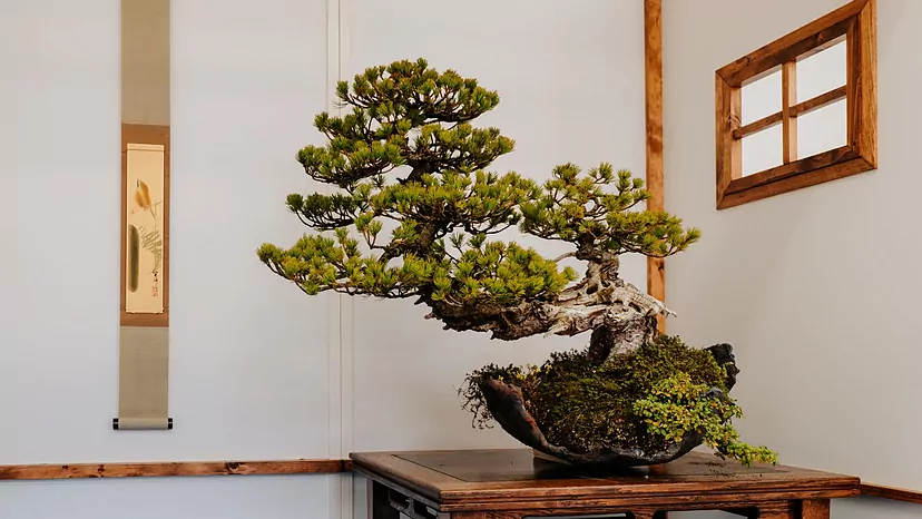 Bonsi: la gua definitiva con los mejores cuidados para tener bonito este  rbol | Lifestyle