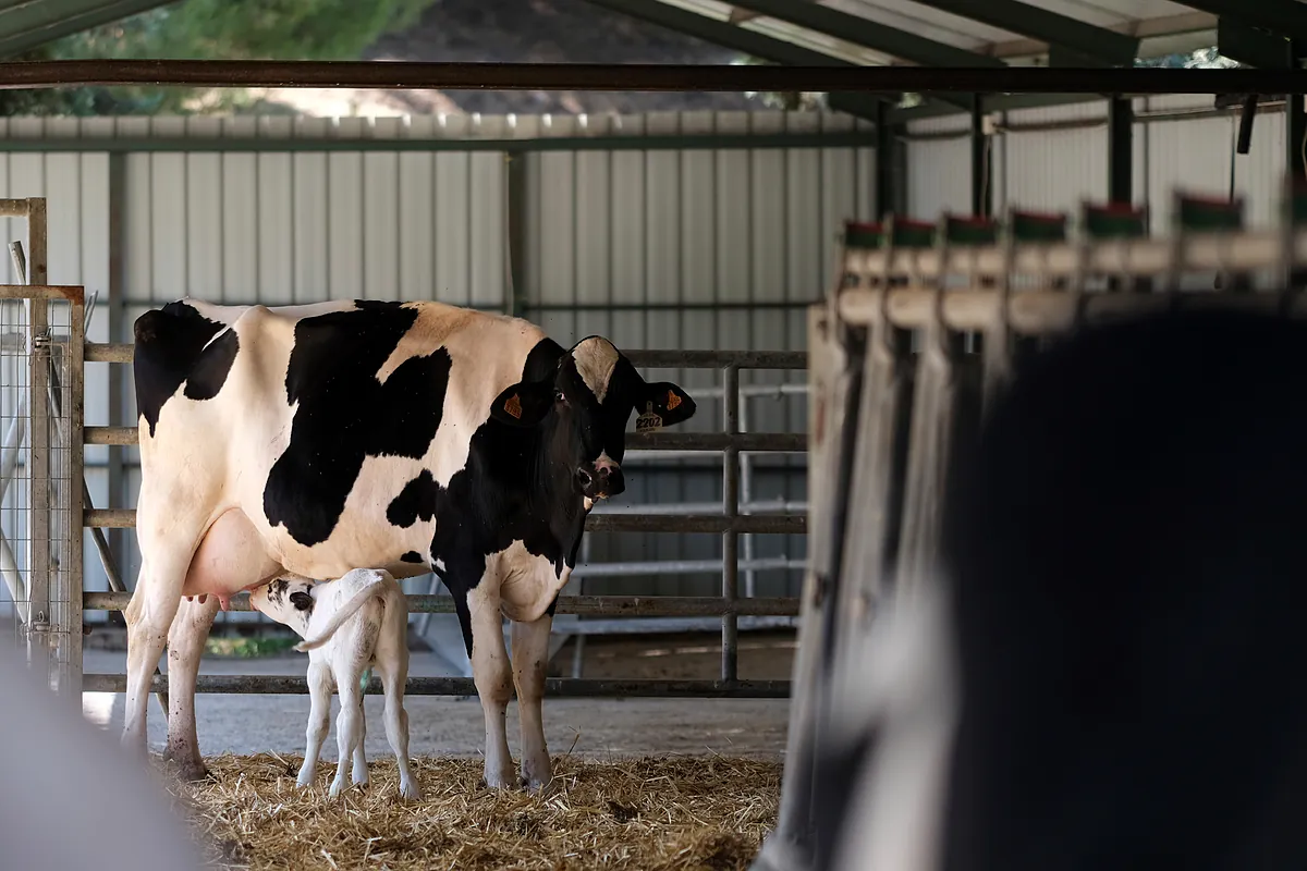 La veterinaria no pide privilegios, pide una regulación útil para la salud pública