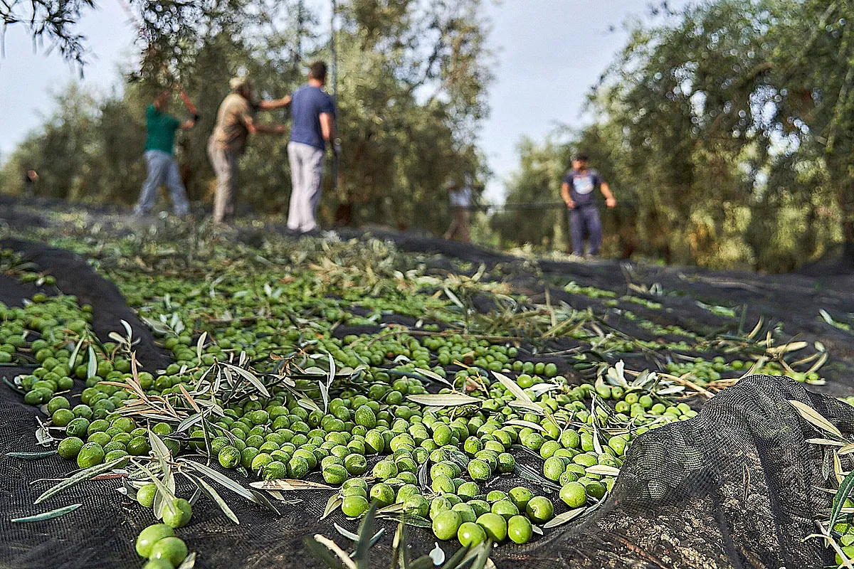 La OCU pide retirar los aceites de orujo de oliva por contener hidrocarburos potencialmente cancerígenos