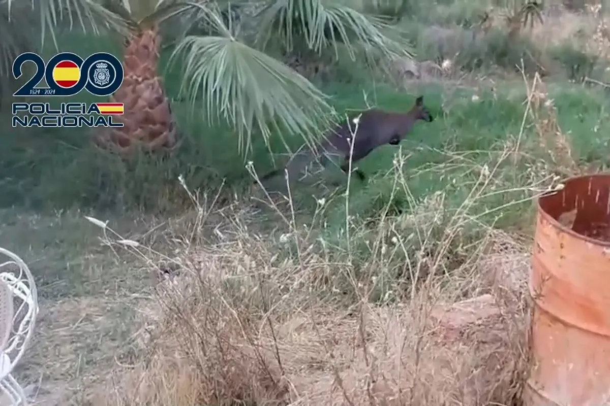 Sorpresa en Ciudad Real: la Policía se encuentra un canguro cuando iba a desmantelar una plantación de marihuana