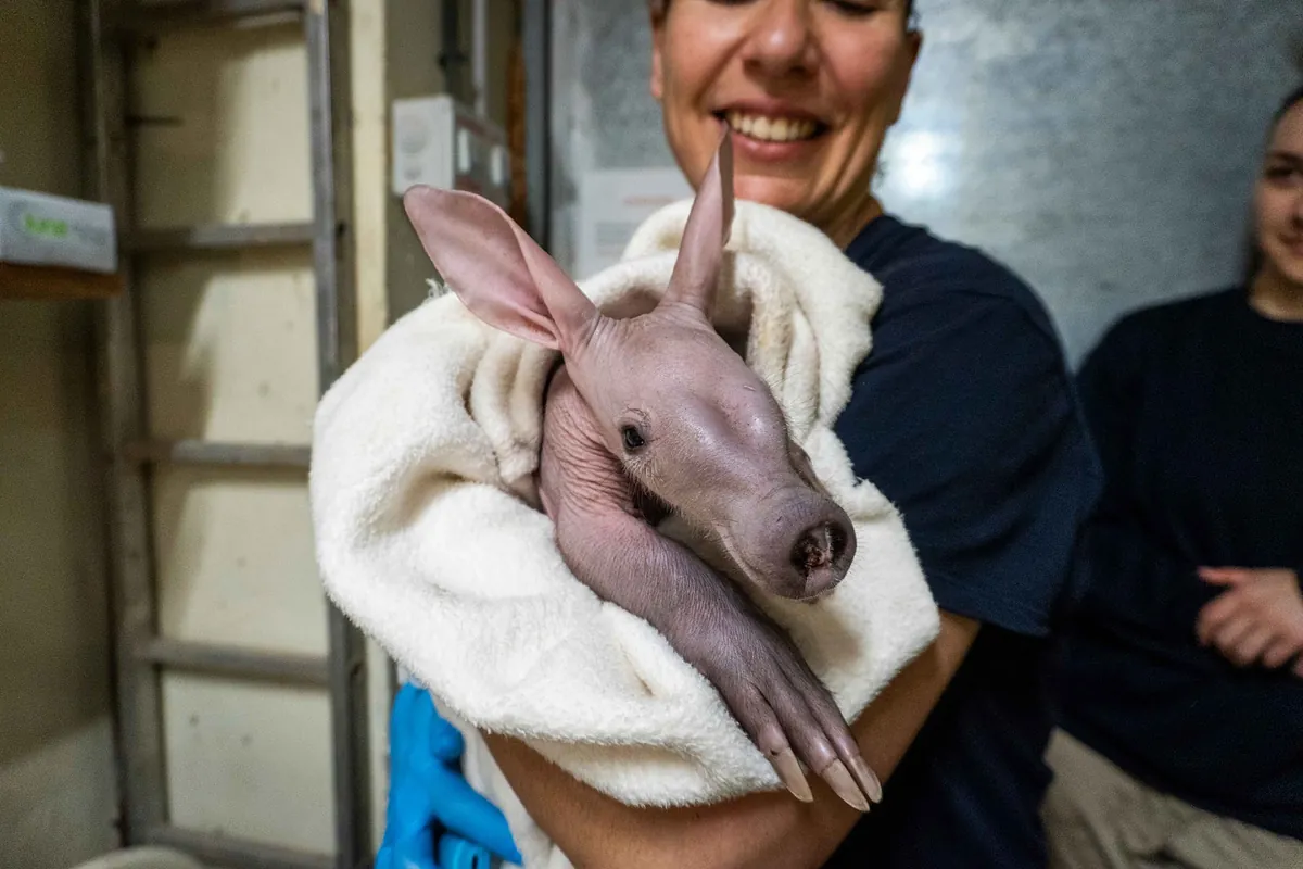 La cría del "rarísimo" cerdo hormiguero de Bioparc Valencia ya se puede ver con su madre en la madriguera