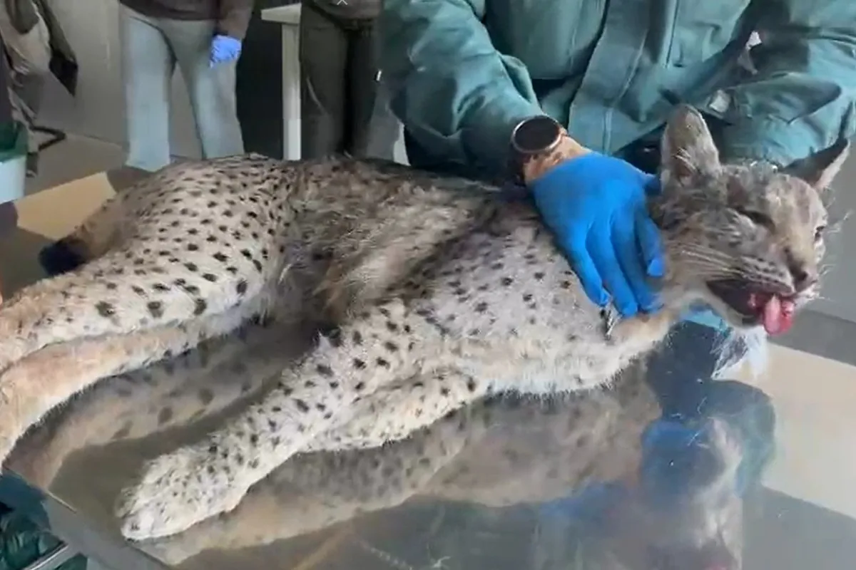 Hallan el cadáver de un lince ibérico atropellado en San Fernando de Henares