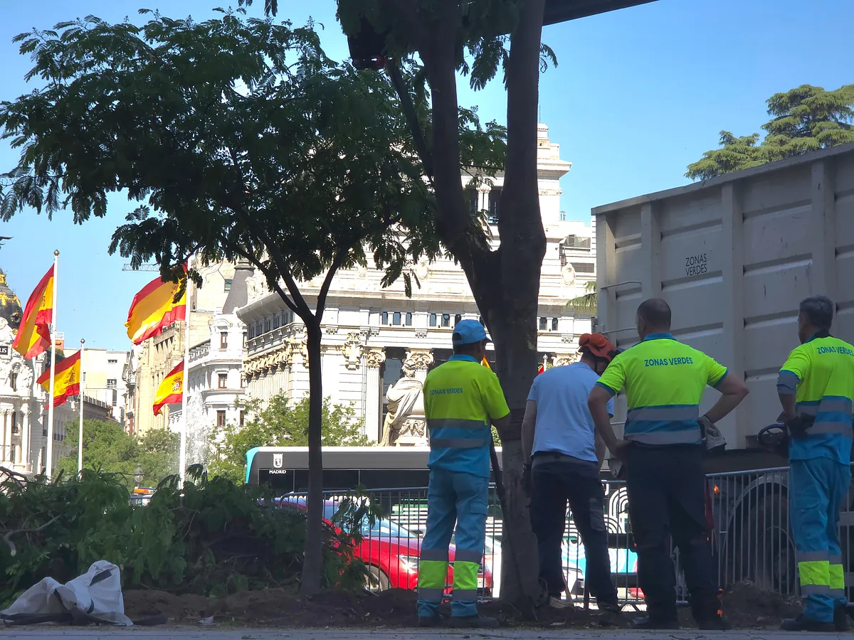 Primero las farolas y ahora los árboles: el Ayuntamiento de Madrid retira seis ejemplares de la Plaza de Cibeles para instalar el escenario de la misa de León XIV