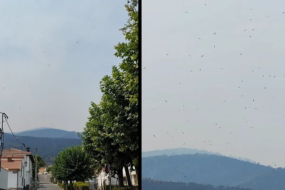Cientos de buitres del Valle de Iruelas sobrevuelan El Tiemblo: "Vamos a necesitar ayuda para la fauna salvaje"