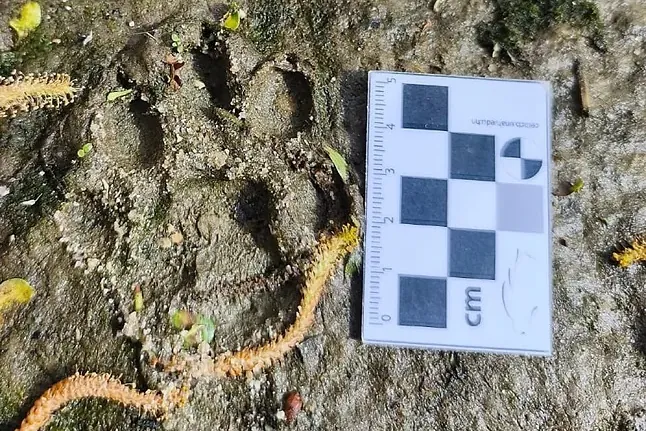 Chapoteos en el Manzanares, especies del Pleistoceno, las más amenazadas de Europa... Los nuevos madrileños, recuperados y adoptados por sorpresa, que enriquecen la fauna de la región