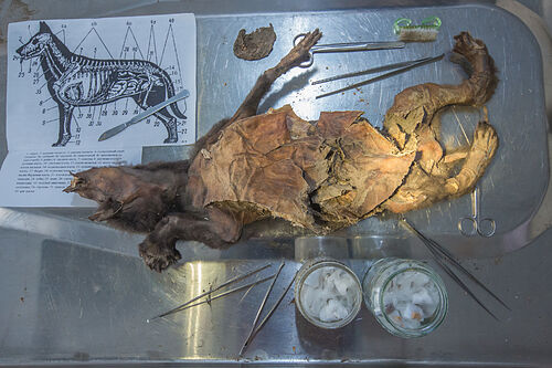 Secuencian el genoma de un rinoceronte lanudo que fue engullido hace 14.400 a�os por una lobezna