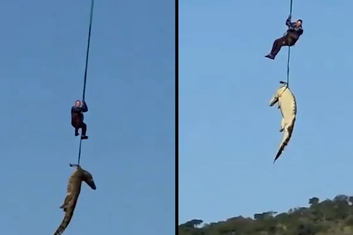 La curiosa búsqueda de una desaparecida... Hasta en las tripas de un cocodrilo