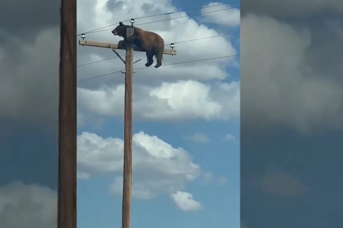 Un oso muere en Nuevo México al subirse a un poste de la electricidad y quedarse atrapado