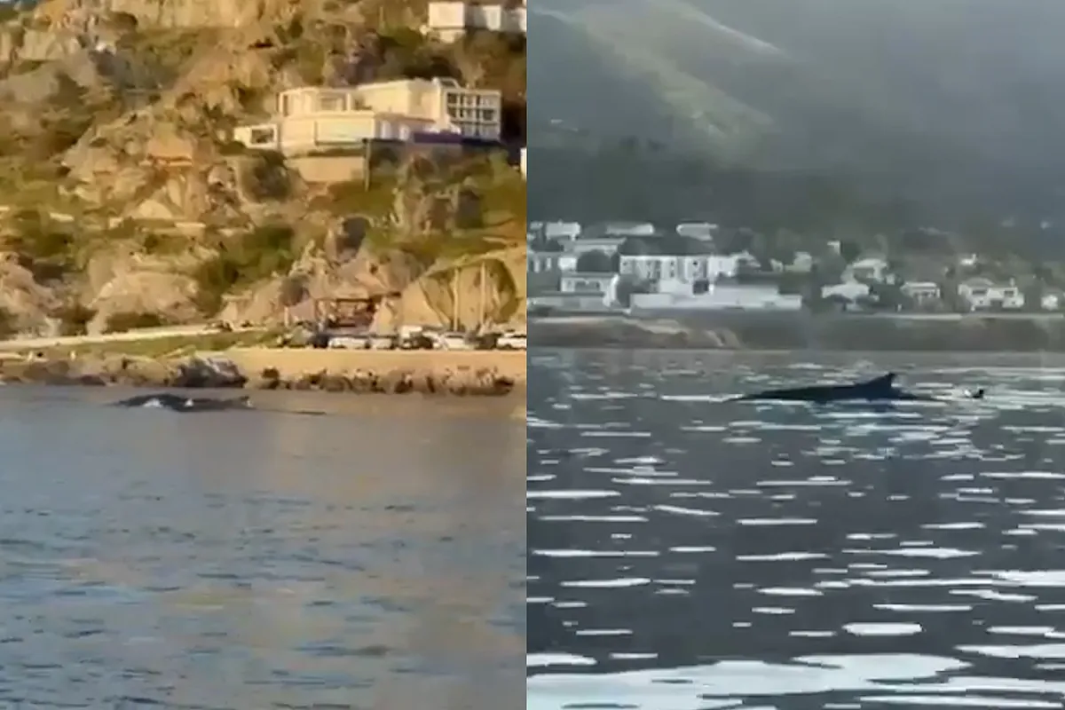 Gran expectación por dos grandes ballenas nadando en la bahía de Port de la Selva