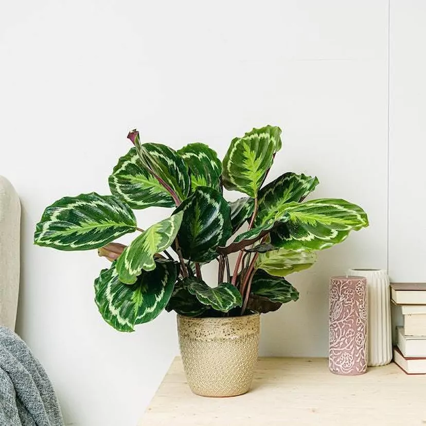Calathea: tipos, cuidados y cmo hacer feliz a esta planta | Lifestyle