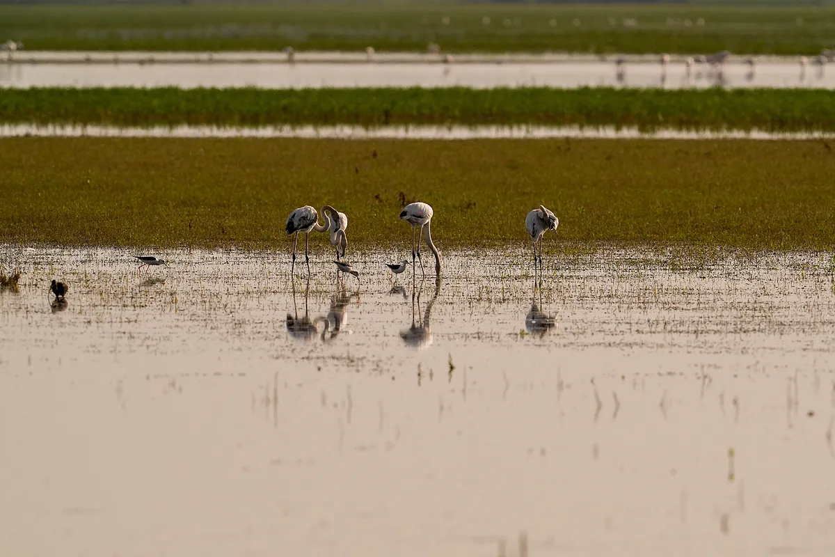 La Fiscalía de la Audiencia Nacional presenta demanda contra el Ministerio para la Transición Ecológica por los pozos ilegales de Doñana
