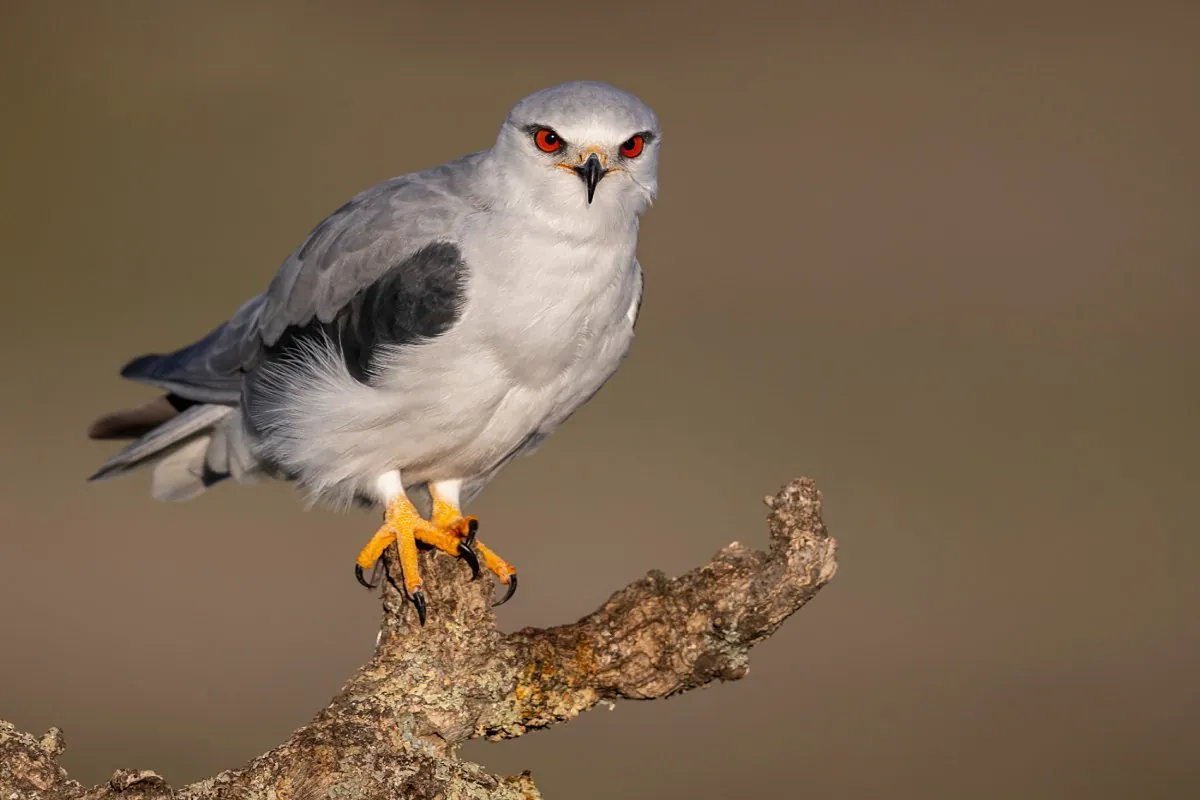 Extremadura, un lugar perfecto para disfrutar de aves en libertad