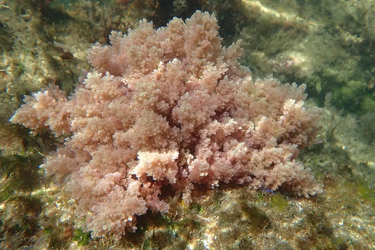 'Asparagopsis taxiformis': el alga invasora tropical que ya ha llegado a Galicia y amenaza con colonizar sus fondos marinos