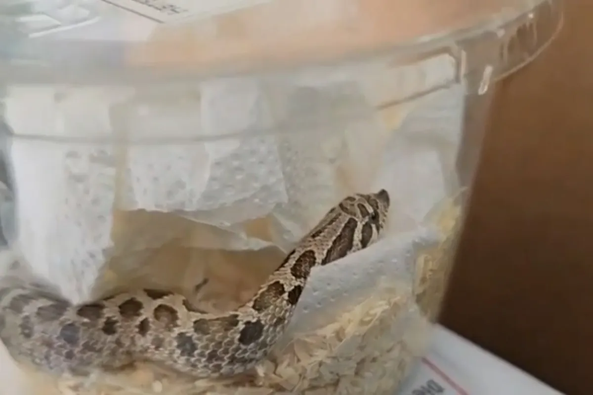 Encuentran una serpiente viva que viajaba en un paquete de Málaga a Navarra