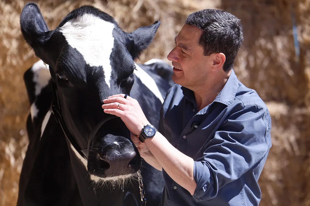 Juanma Moreno nos presenta a Blanca, su vaca "talismán": "Es maravillosa"