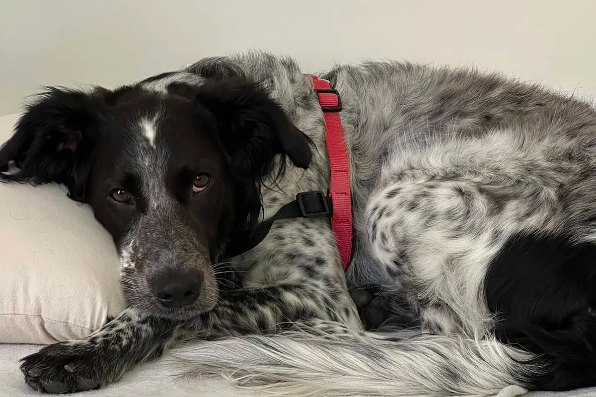 Europa tendrá nuevas normas para perros y gatos a partir del 30 de agosto: esto es lo que cambia en la Ley de Bienestar Animal