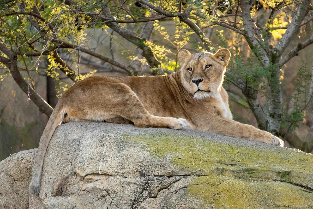 Muere Luana, la leona de 20 años de Bioparc Valencia