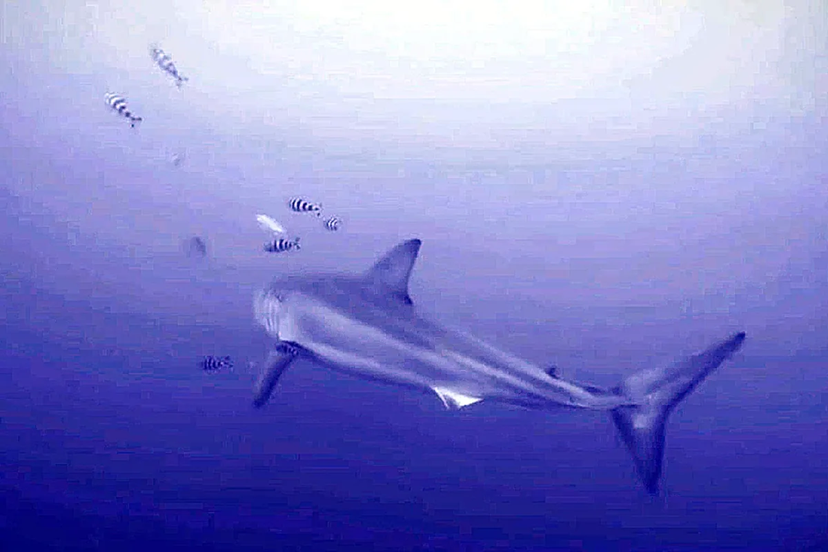 Tiburón blanco en el Mediterráneo: viaje desde Cádiz a Turquía y su impacto ecológico