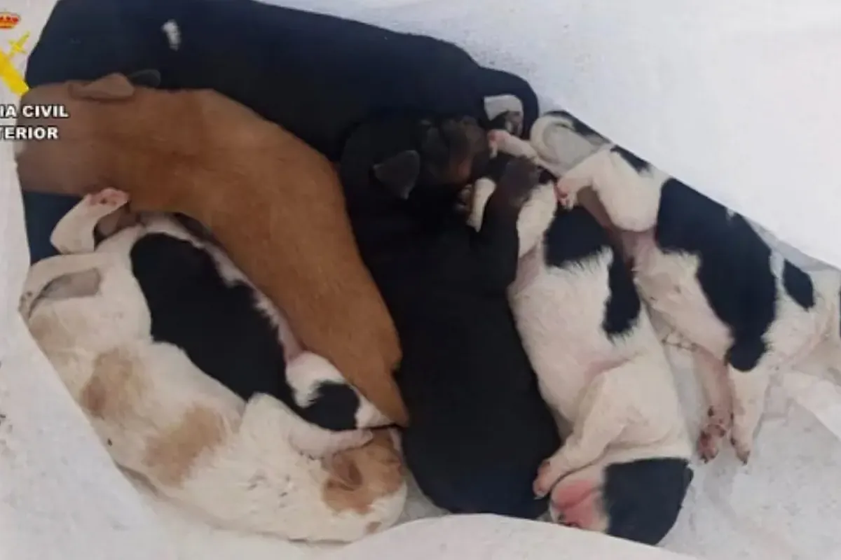 Investigado por tirar siete cachorros a un contenedor en Cáceres
